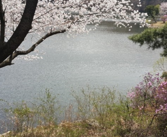 서울근교벚꽃명소