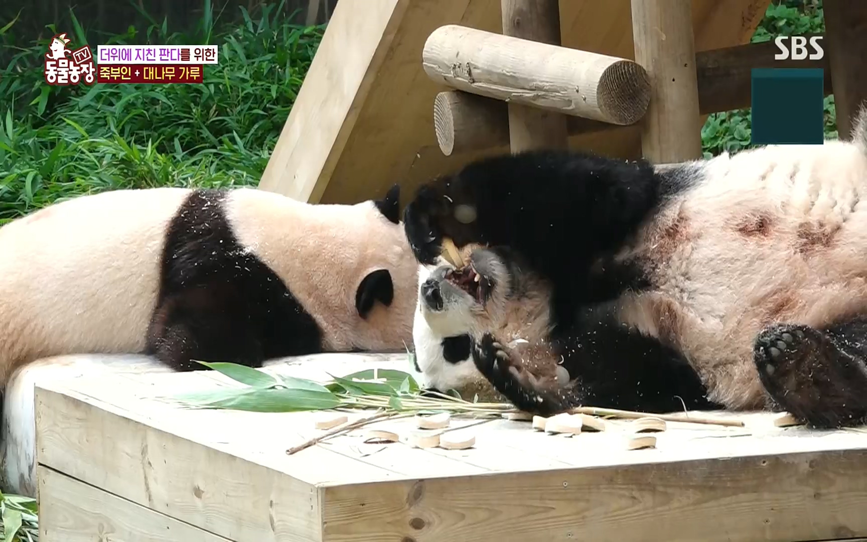 TV 동물농장.E1083.220821p.H264-F1RST.mp4_20220821_183702.765.jpg