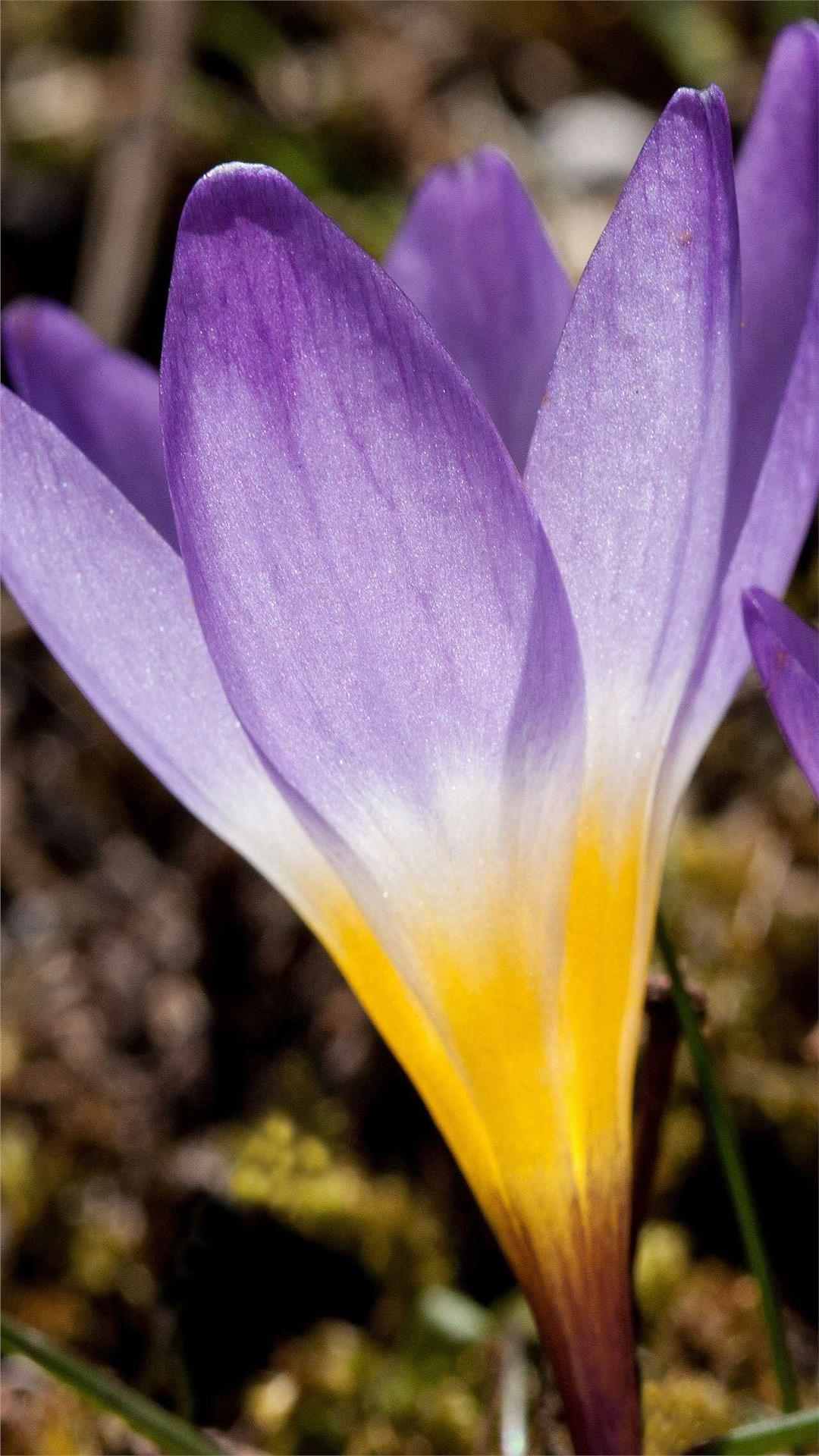 Crocus Flower iPhone Wallpaper