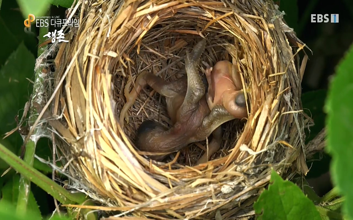 생존 3부_ EBS 다큐프라임_ 220629.avi_20220701_204644.319.jpg