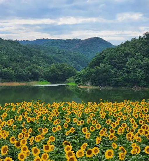 바실라