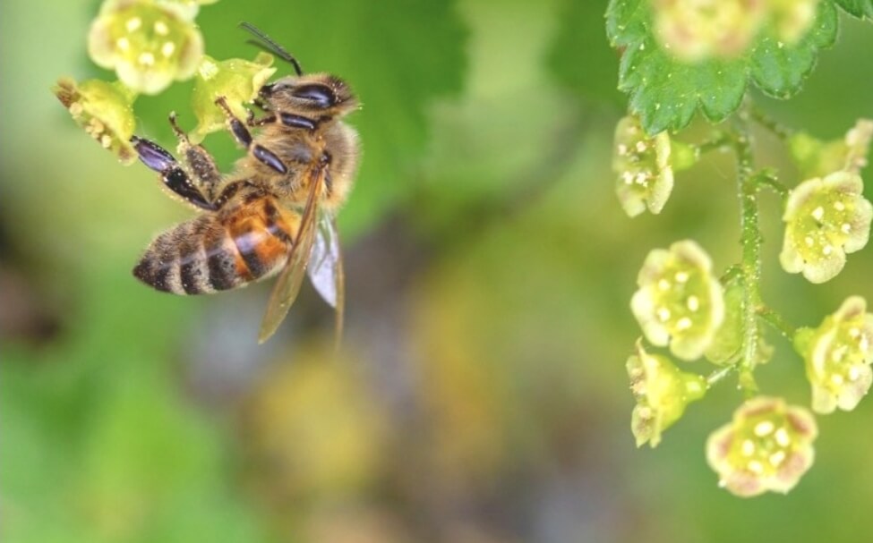 벌이 꽃에 앉아 꿀을 먹고 있다
