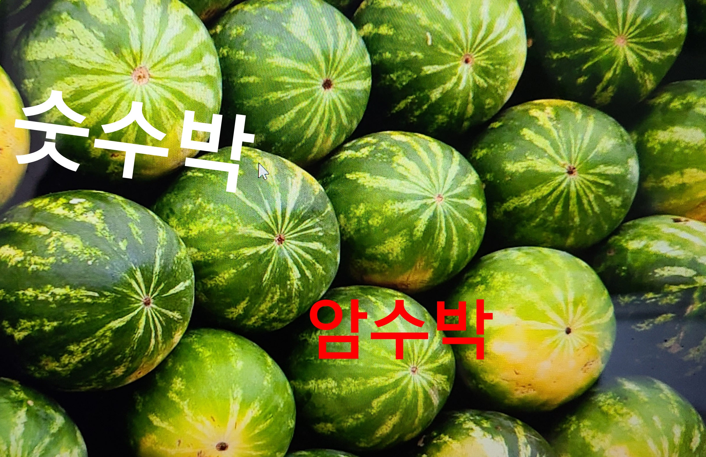  수박 효능 고르는 법 수박 자르는 방법  껍질 음식물 쓰레기 분리
