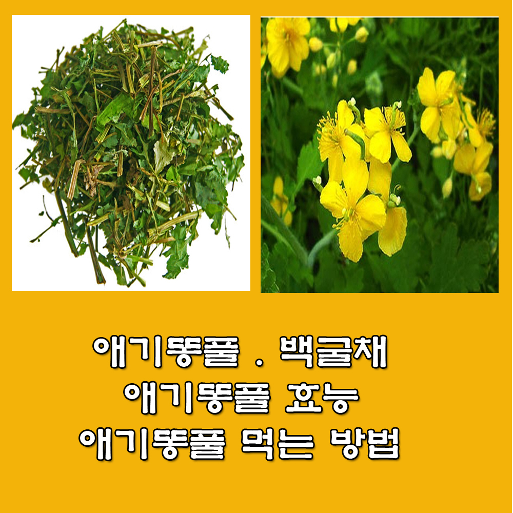  애기똥풀. 백굴채. 애기똥풀 먹는 방법.