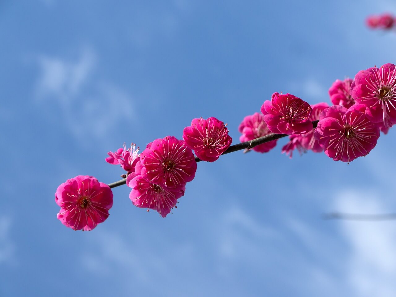 남해 벚꽃축제 일정