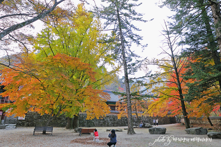 11/5 장산 단풍 절정의 정읍 내장사 4