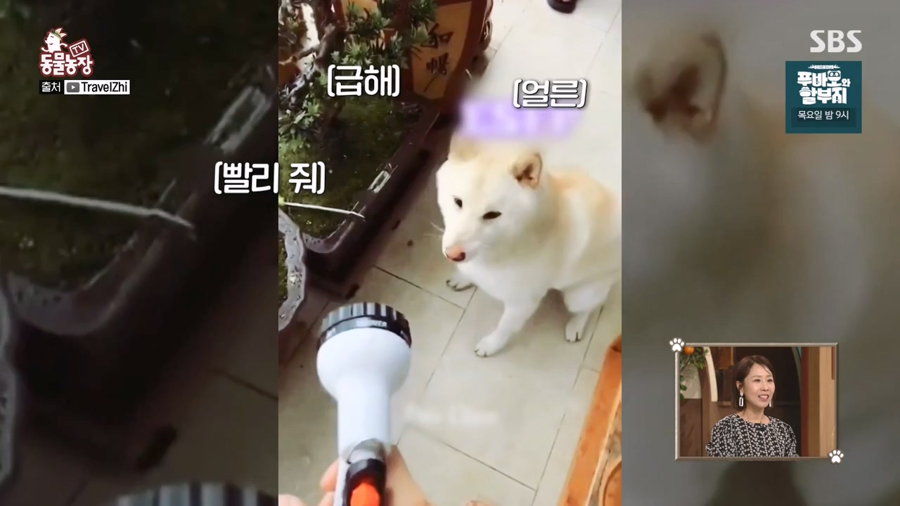 TV 동물농장.E1147.231127p-NEXT.mp4_20231126_170345.508.jpg