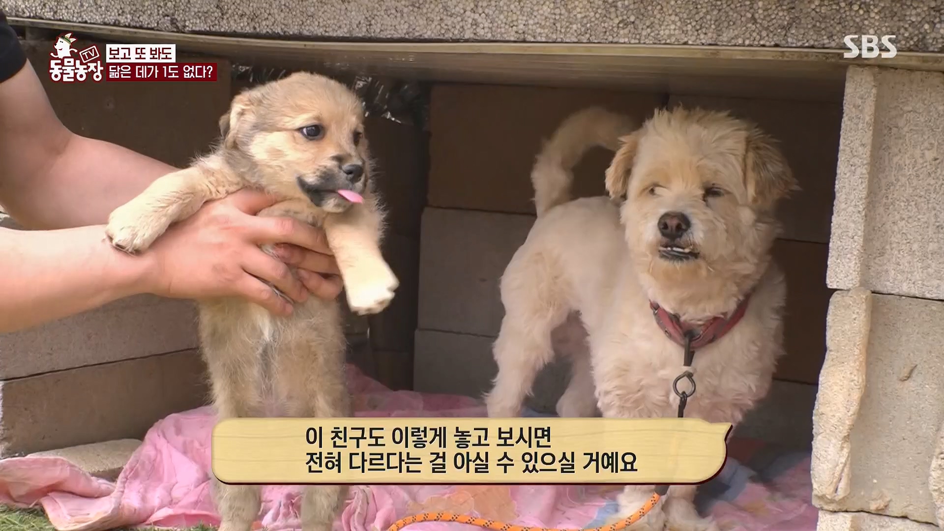 TV 동물농장.E1119.230507p.H264-F1RST.mp4_20230507_135856.532.jpg