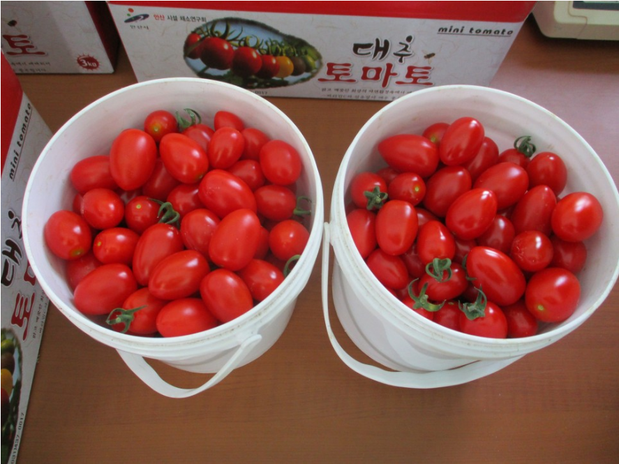  당도높은 방울토마토 재배