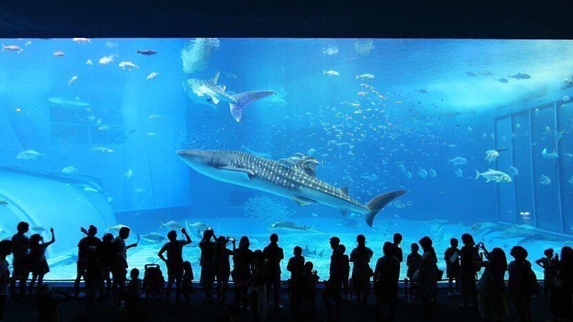 오키나와 추라우미 수족관(沖縄美ら海水族館)