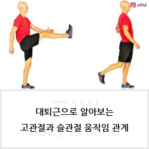  대퇴근(thigh muscle)으로 알아보는 고관절(hip joint)과 슬관절(knee joint) 움직임 관계