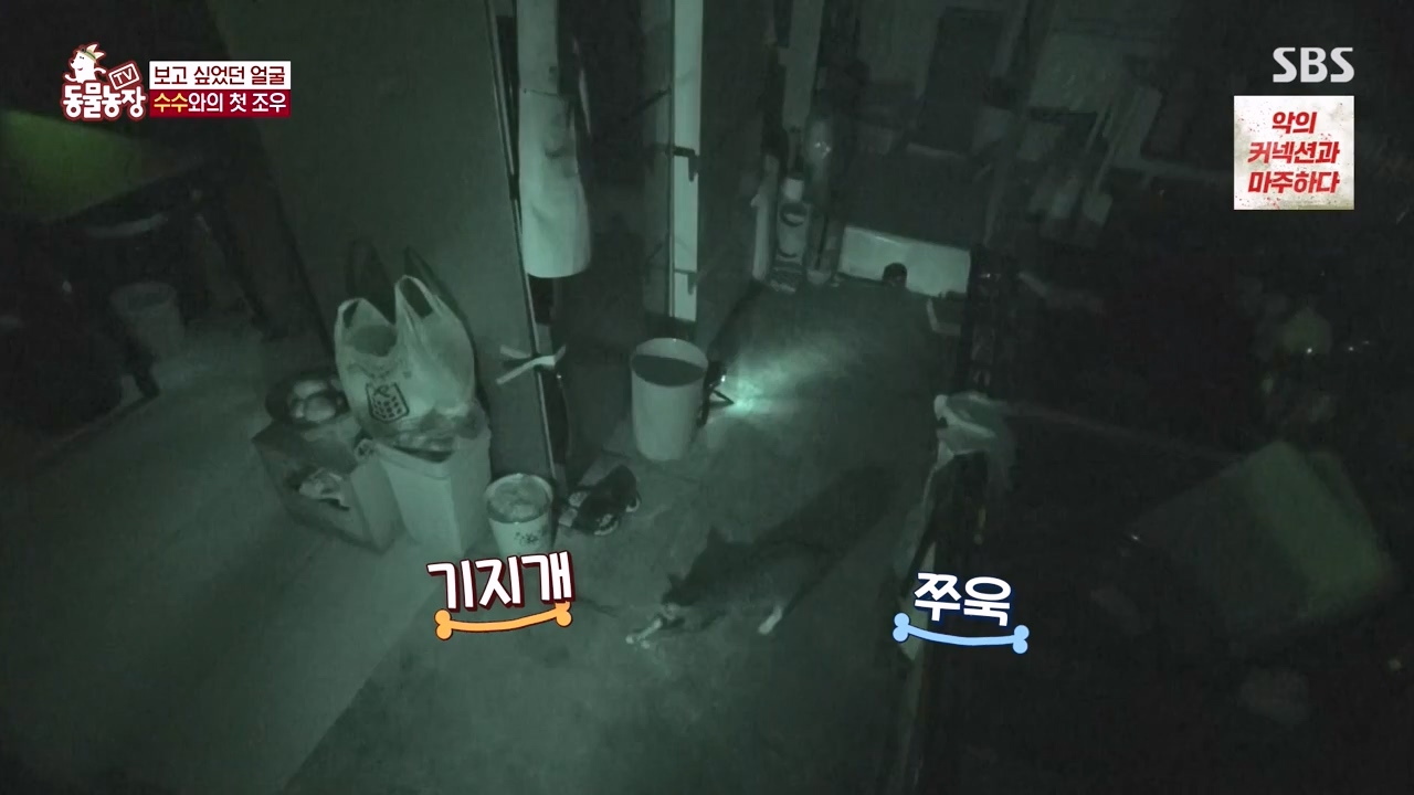 TV 동물농장.E1173.240527p-NEXT.mp4_20240526_155716.696.jpg