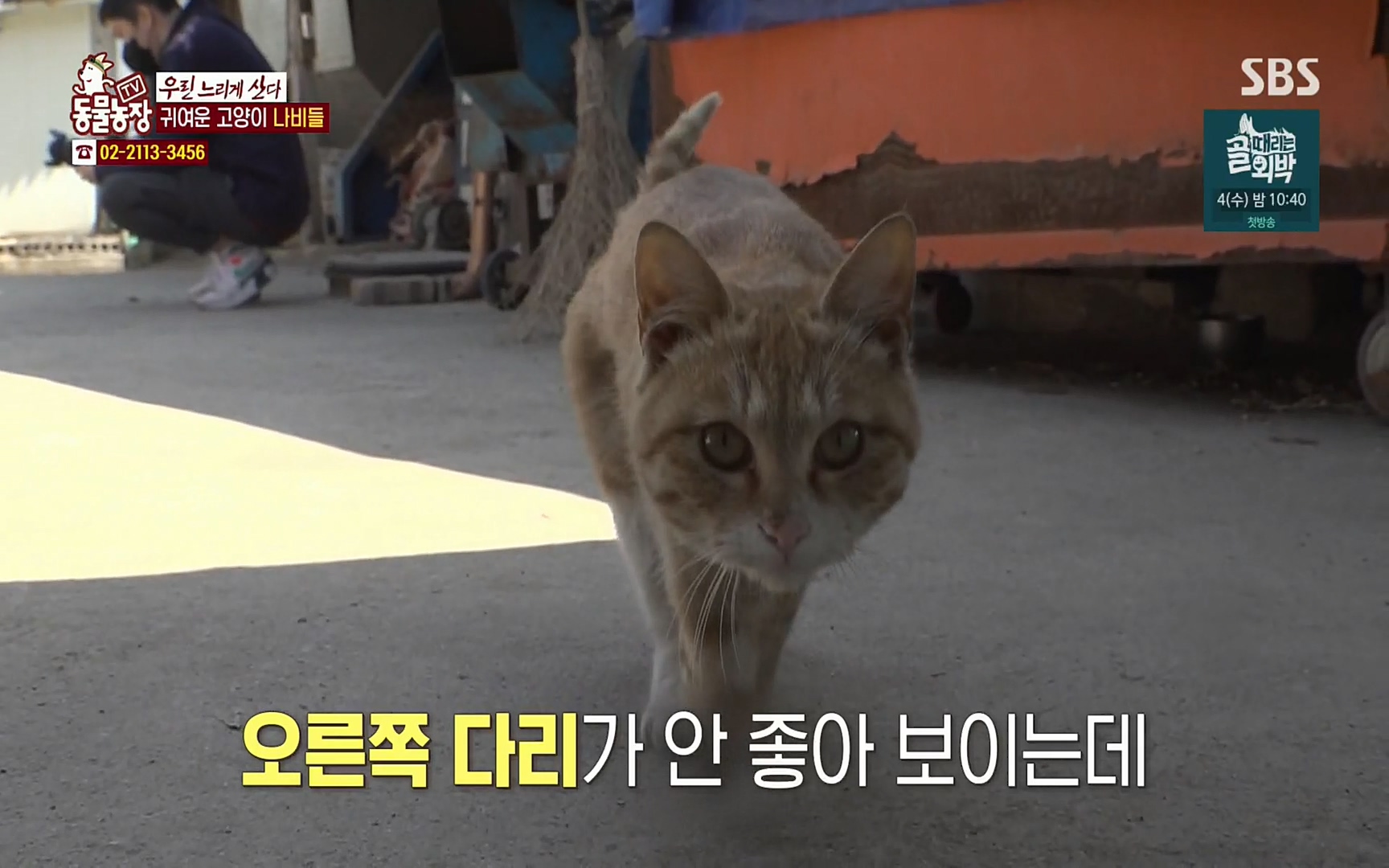 TV 동물농장.E1067.220501p.H264-F1RST.mp4_20220501_183645.380.jpg