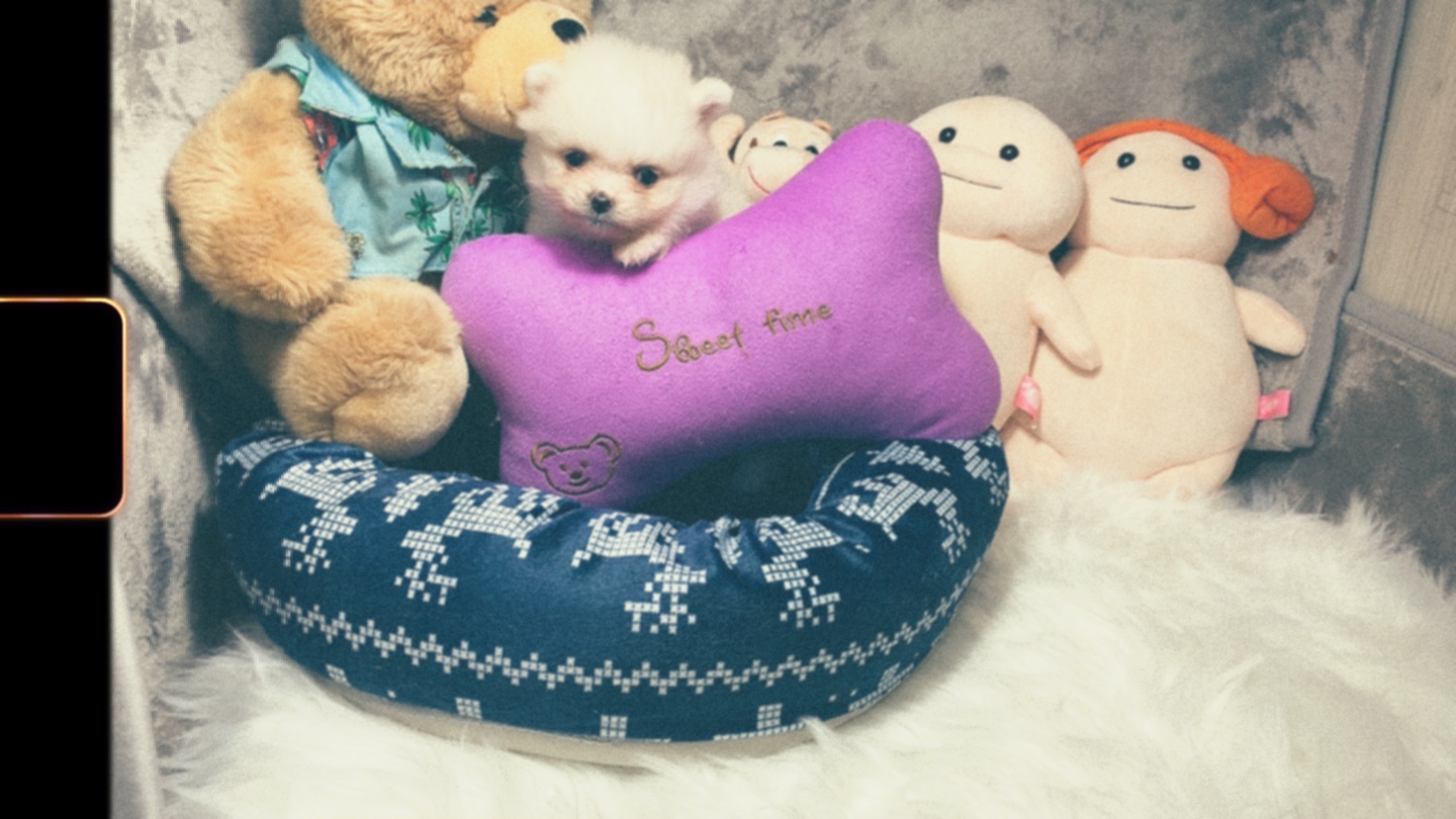  동두천강아지분양 폼피츠분양 확인해보세요