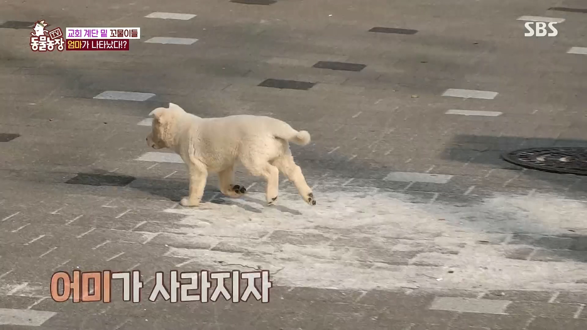 TV 동물농장.E1100.221218p.H264-F1RST.mp4_20221218_183436.242.jpg