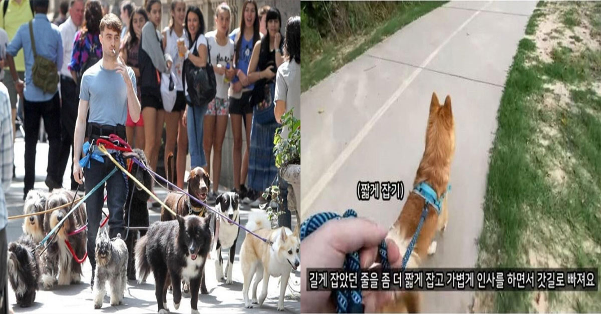  미국에서 강아지 산책시 지켜야하는 매너들