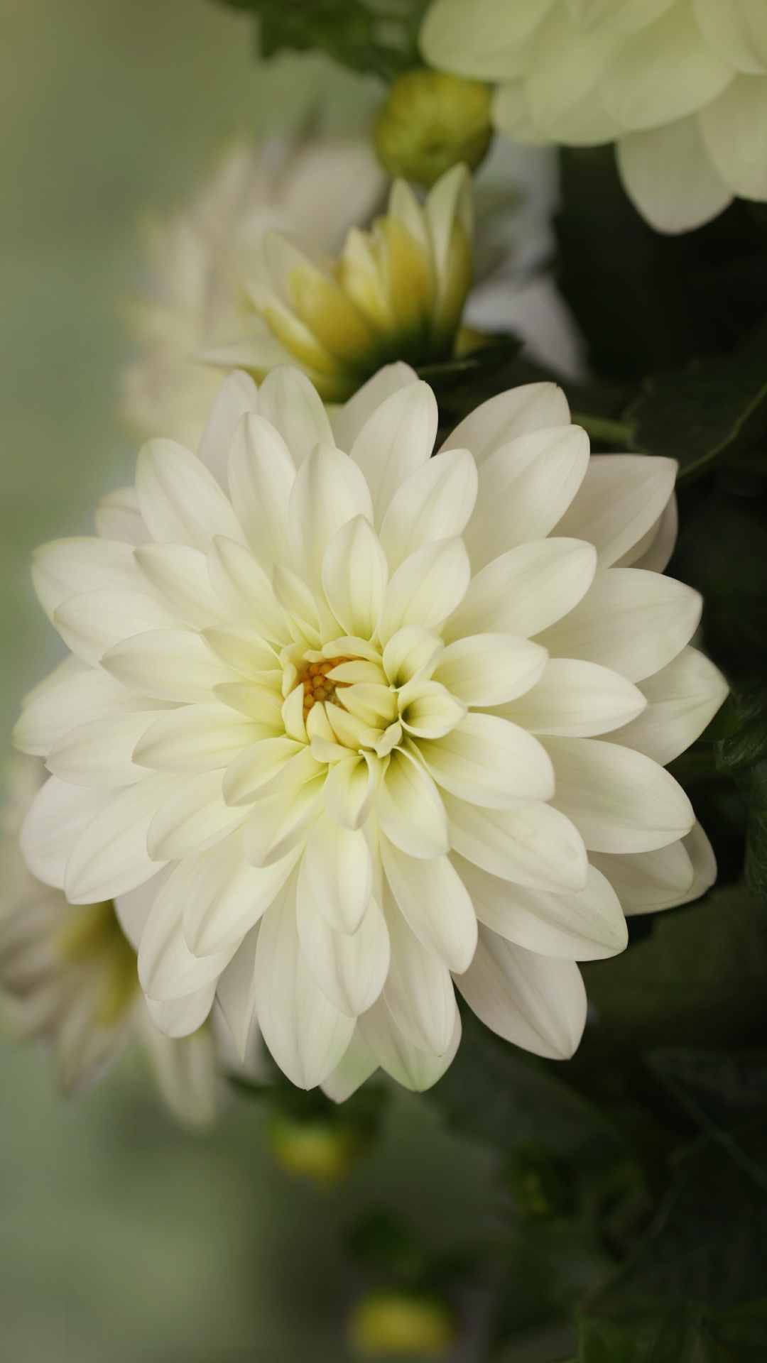 Dahlia Flower iPhone Wallpaper