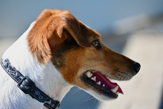 광견병(Rabies) 노출 후 응급처치 – 감염을 막기 위한 골든타임 전략