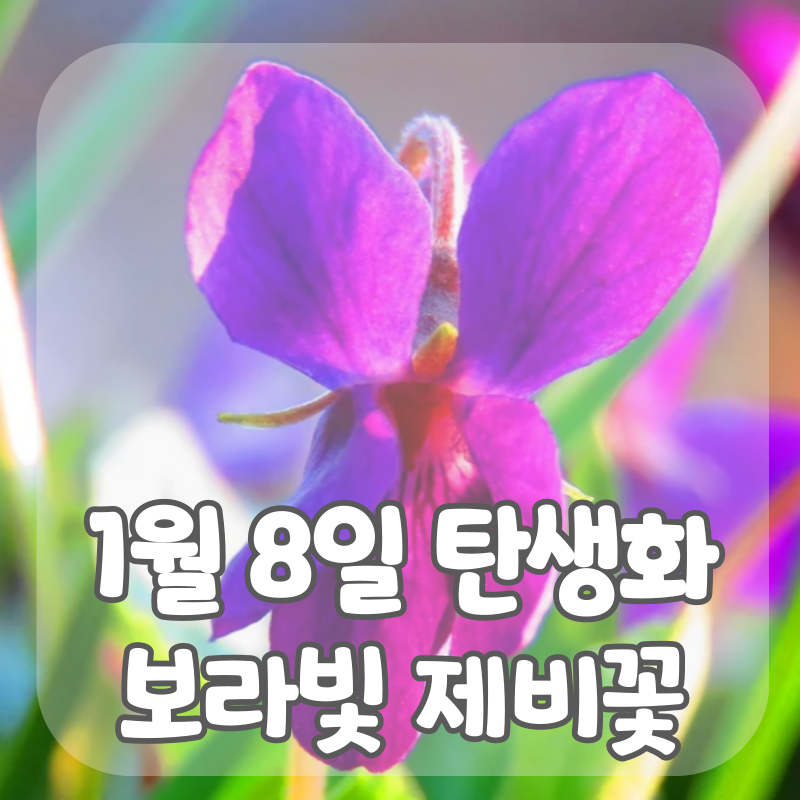 보라빛 제비꽃