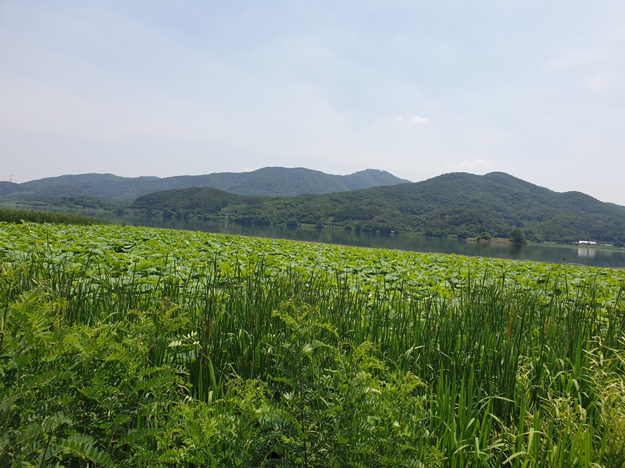 남한강-연밭