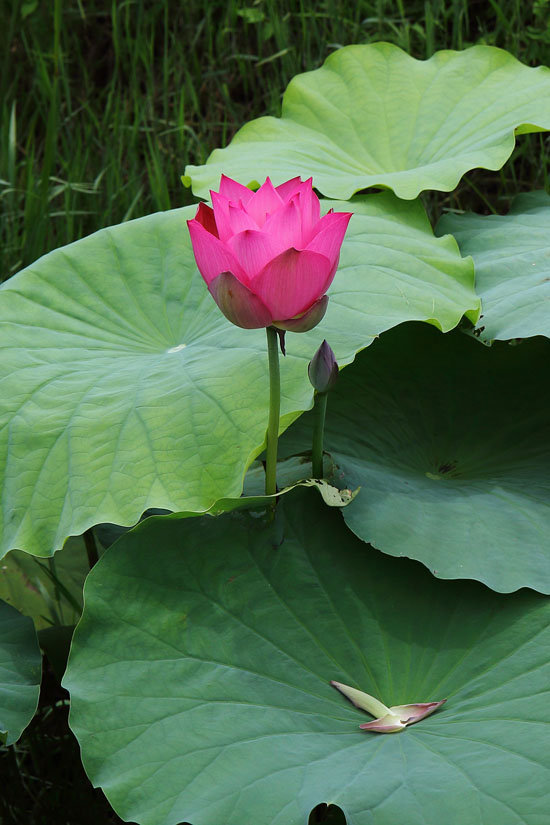 황산공원 연꽃