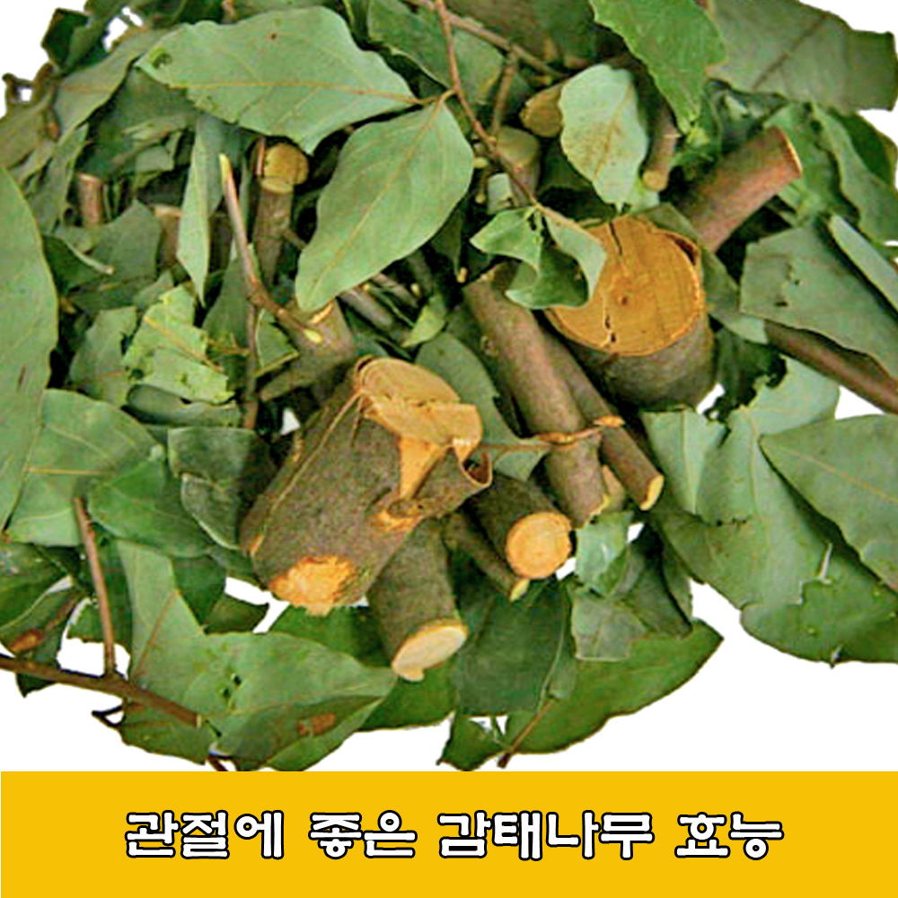  감태나무.감태나무 효능
