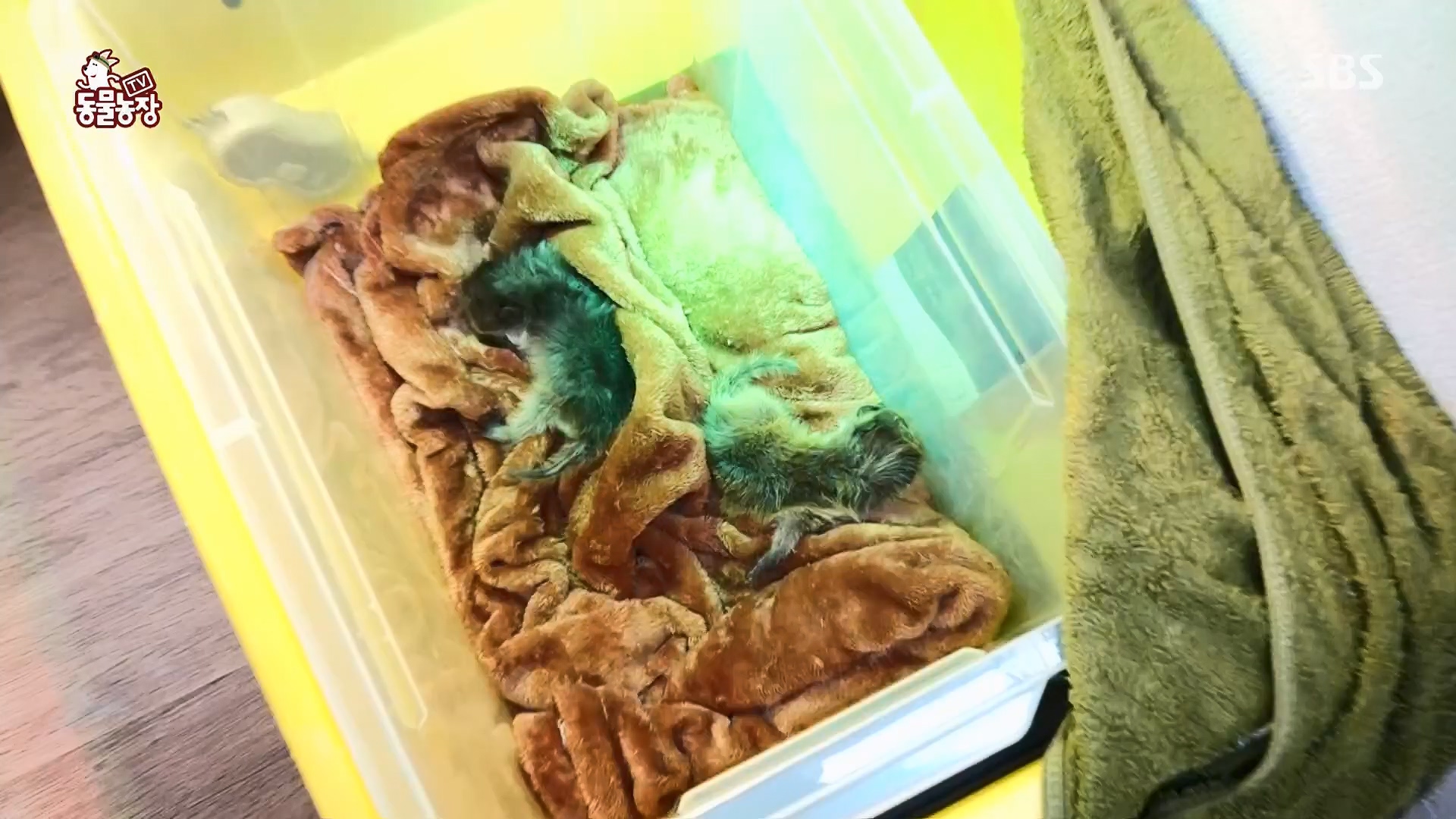 TV 동물농장.E1119.230507p.H264-F1RST.mp4_20230507_135918.593.jpg