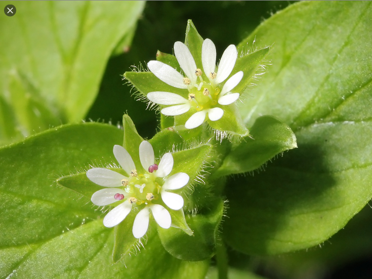 별꽃 (CHICKWEED) 효능 부작용 섭취법은?