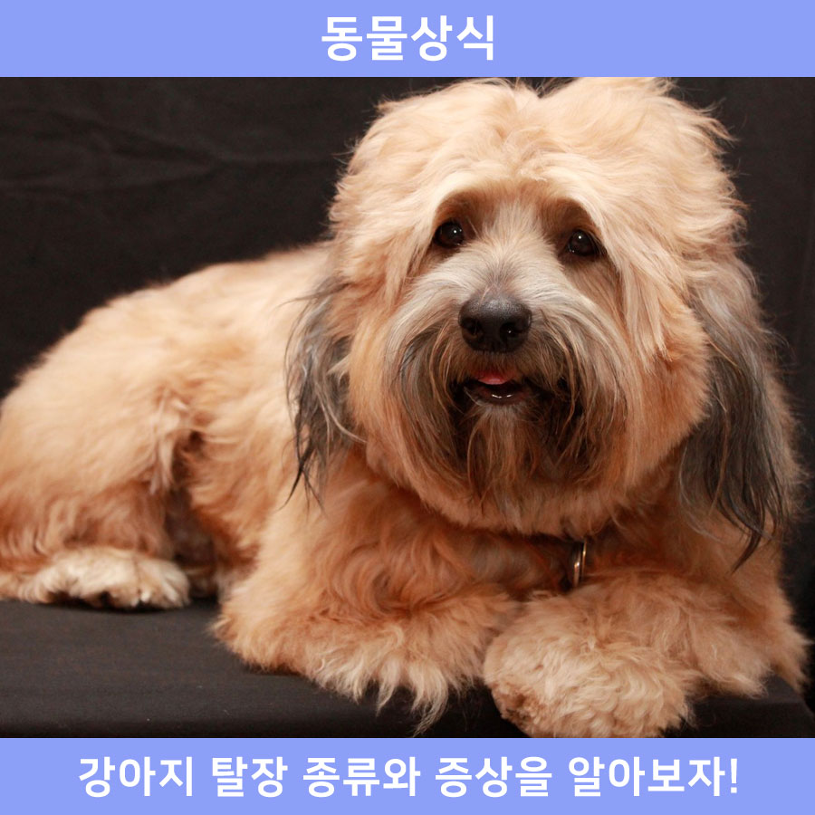 증상/치료 방법에 대해 알아보자! 강아지의 탈장이란? 탈장의 종류 / 원인 /