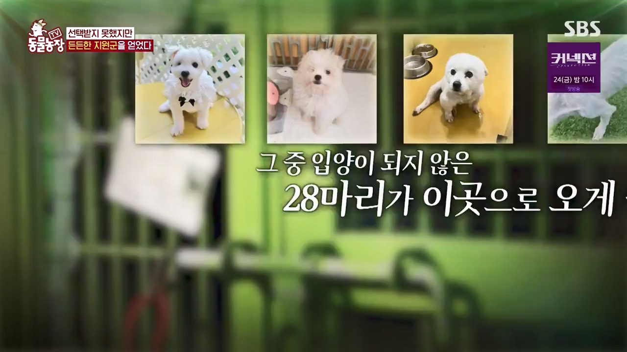 TV 동물농장.E1172.240520p-NEXT.mp4_20240519_165231.285.jpg