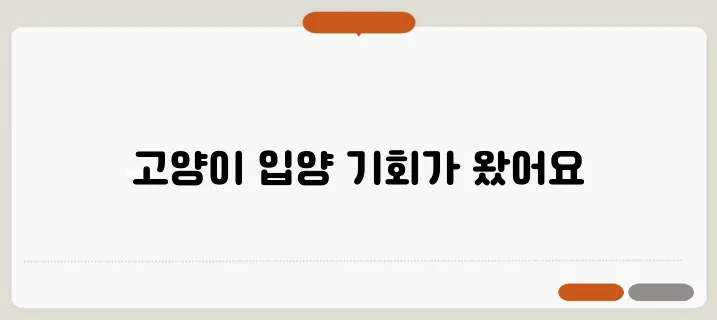 고양이 무료분양, 절호의 기회를 놓치지 마세요