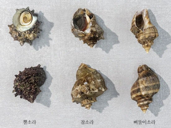  소라의 종류 참소라 삐뚤이 전복소라 뿔소라 백골뱅이 특징 영양성분