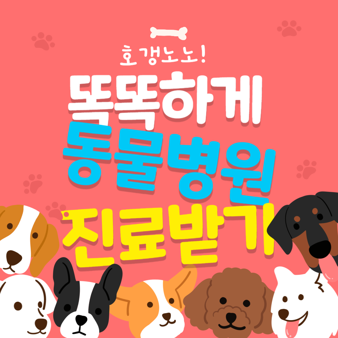 동물 병원 진료비를 똑똑하게 확인하는 방법