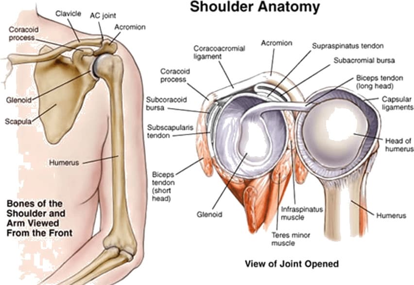 어깨관절 구조 Shoulder joint structure