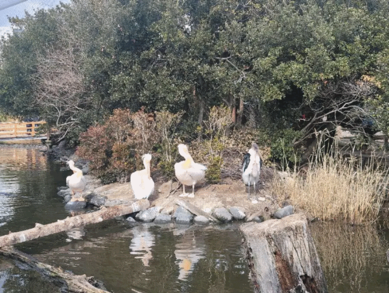  고베여행코스 / 일본고베여행의 다양한 동물들을 관찰하며 즐거운 시간을 보낼 수 있는 고베 동물왕국 동물원