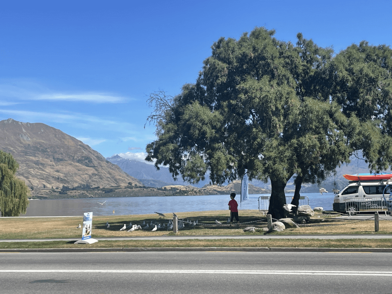 Photo of_feeding_the_birds_with_Lake_Wanaka_overlook