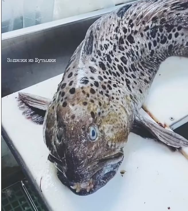 Bizarre fish with a mouth full of human-like TEETH is caught off the coast of Russia