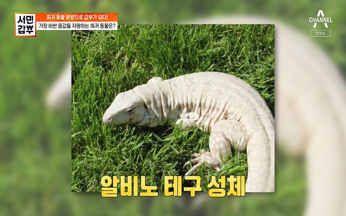 서민 갑부.E381.220431p-NEXT.mp4_20220501_174416.414.jpg