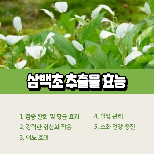 삼백초 추출물 효능