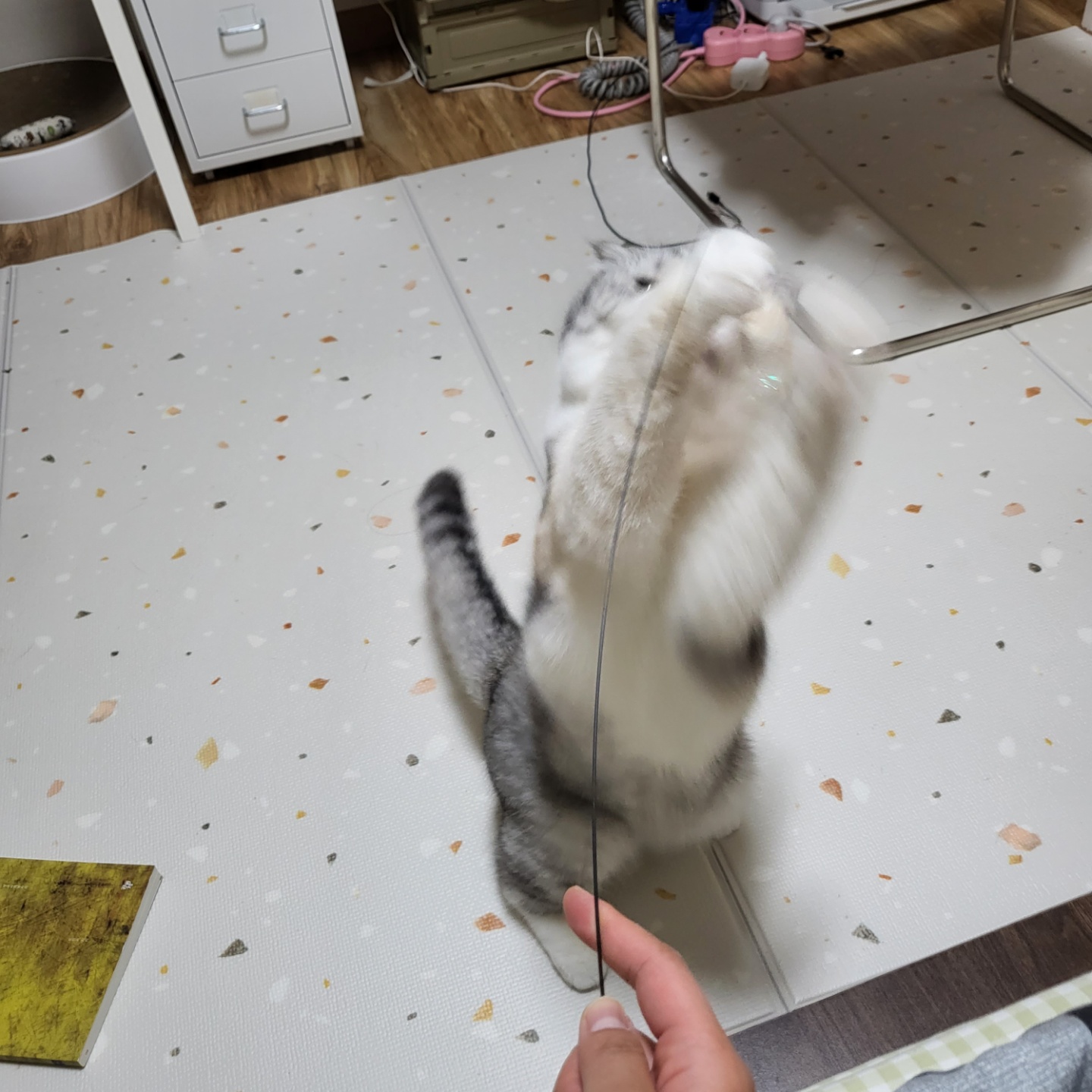 고양이 분양 전 사전 조사는 필수 중 필수 입니다.