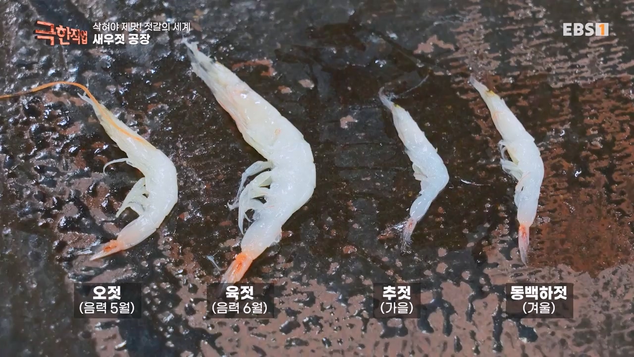 TV - 전 국민의 평생학교 EBS삭혀야 제맛! 젓갈의 세계.mp4_20231125_171451.786.jpg