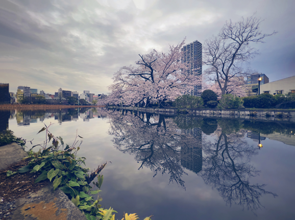 일본-도쿄-벚꽃-명소-우에노공원