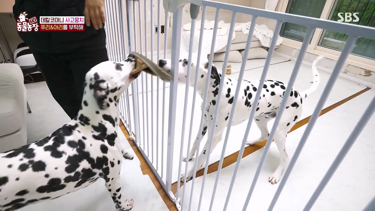 TV 동물농장.E1175.240610p-NEXT.mp4_20240609_160233.595.jpg