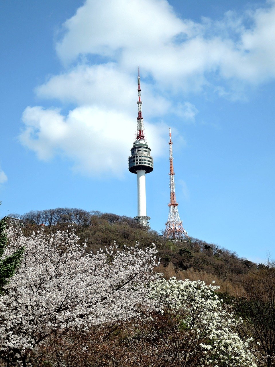남산-타워-벚꽃