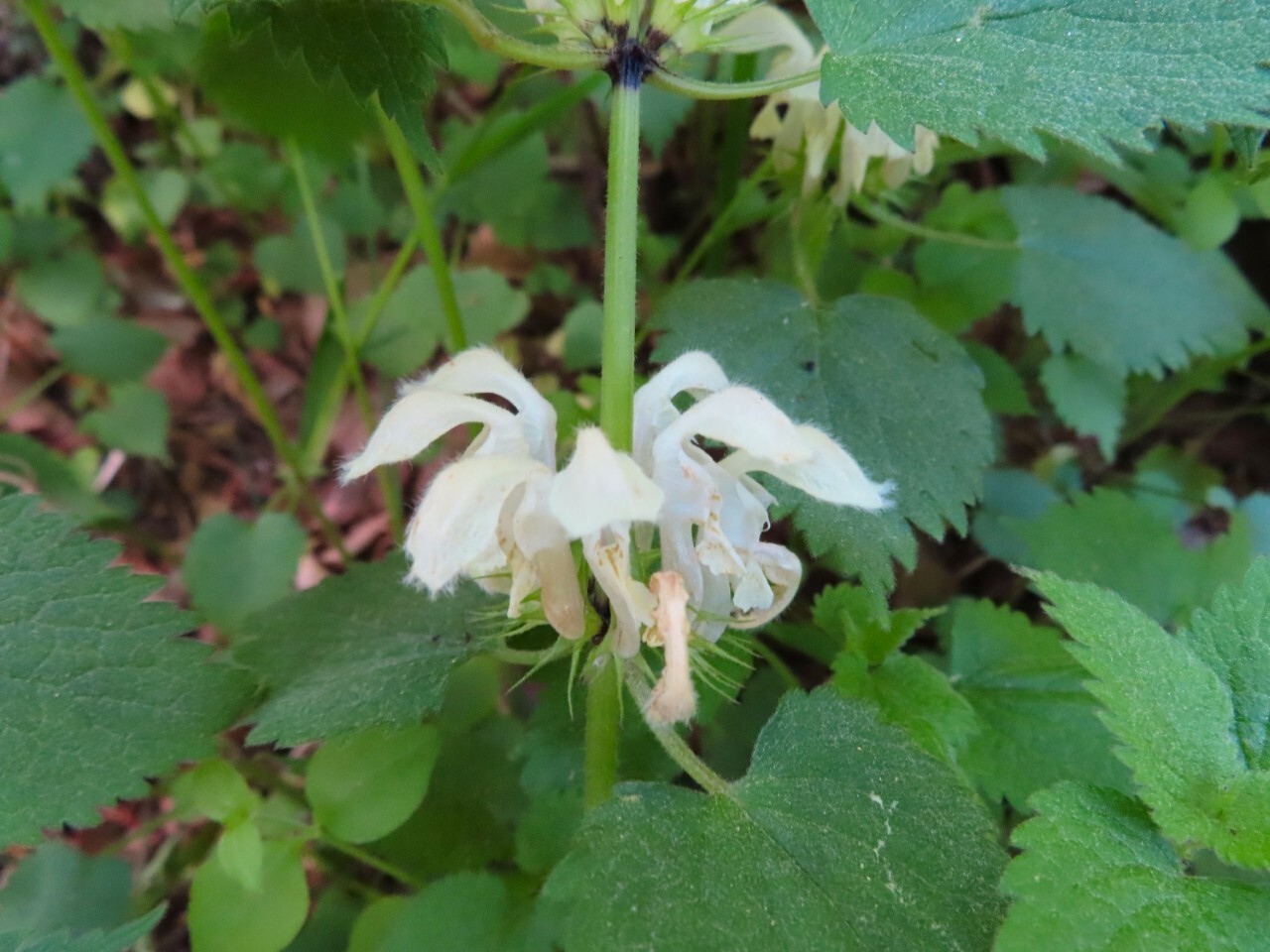 블랙야크 100+, Y출렁다리, 71