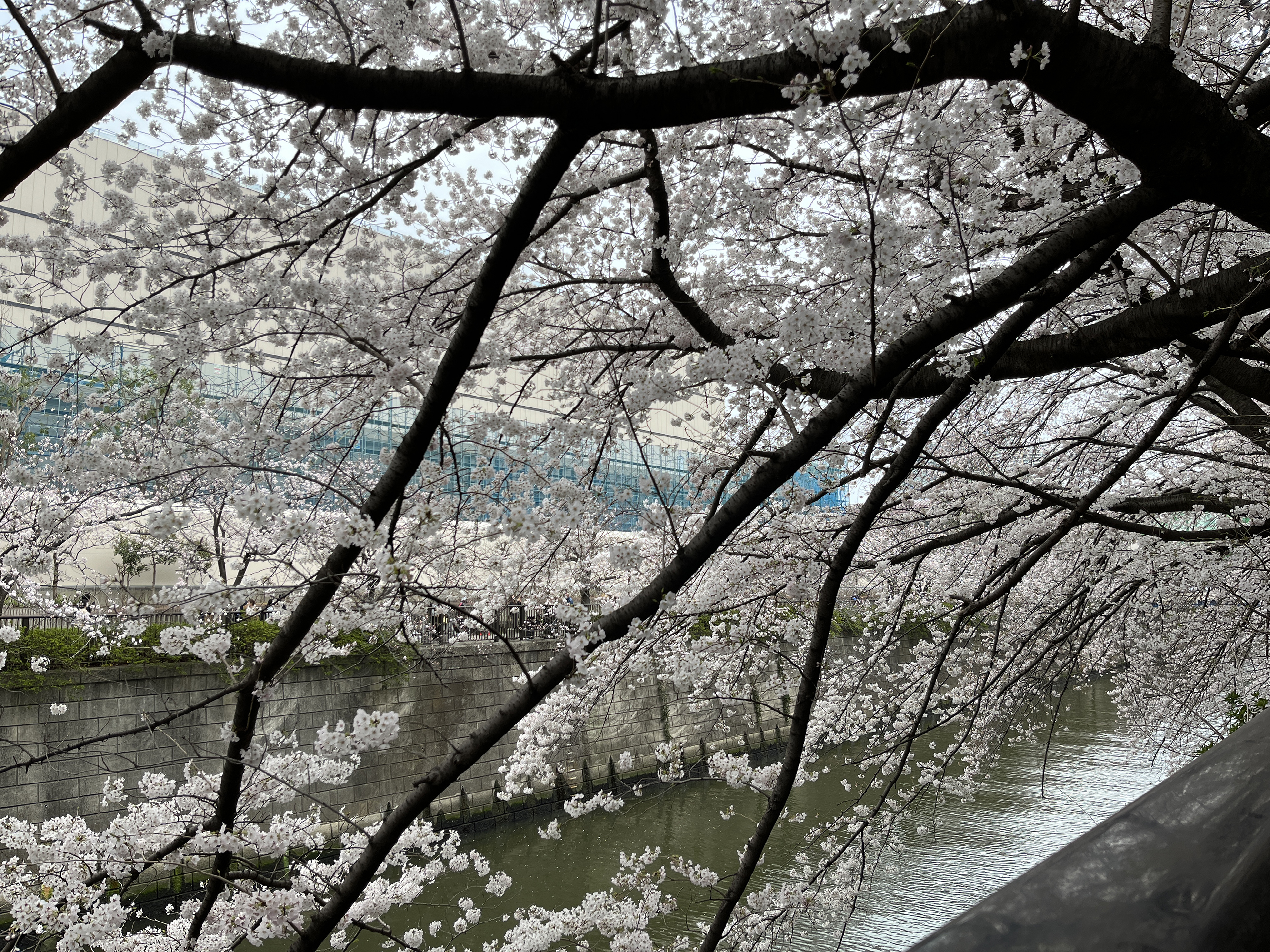 메구로강 벚꽃