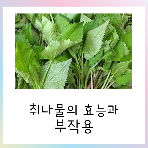  취나물의 효능과 부작용 총 정리