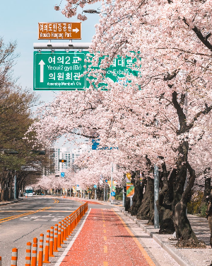 영등포 여의도 봄꽃축제