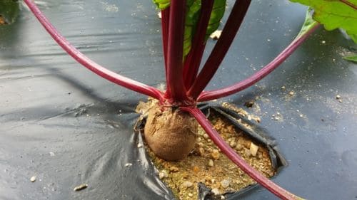 비트-빨산무-재배법-비대시기-병충해-방제방법