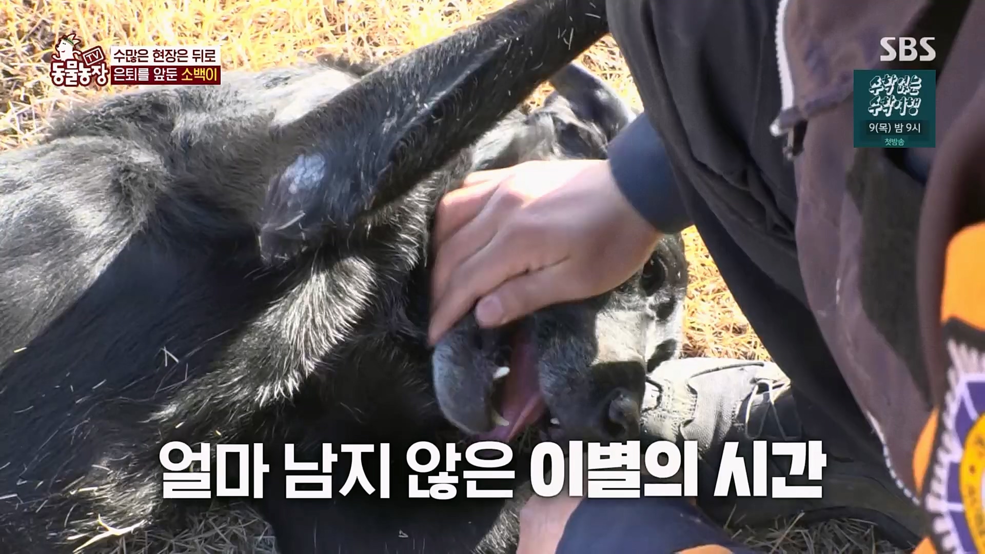 TV 동물농장.E1109.230226p.H264-F1RST.mp4_20230226_161922.336.jpg